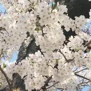 a springの画像