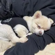 まつの画像