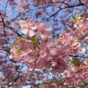 ヨウヨウの画像
