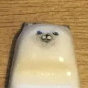 azarasiの画像