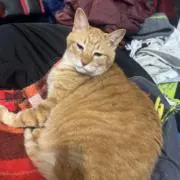 愛猫ゴルファーさんの画像