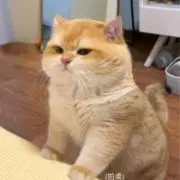 サラバの画像