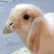 のんの画像