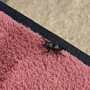 りつまおの画像