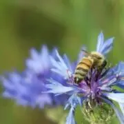 ぺちゃま