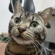 まつの画像