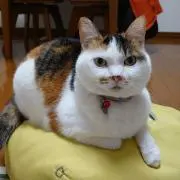 みぃーの画像