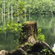 カサーティ　ゴールドライン　フルカンパ　新品　レア カサーティ ゴールドライン フルカンパ 新品 レア - メルカリ