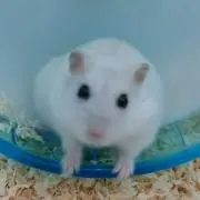 コナンの画像
