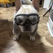 Toriの画像