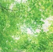 カミシロの画像