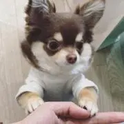A.の画像