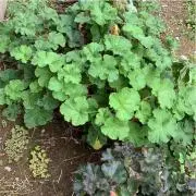 まっしゅ（ご購入前にプロフ確認願います）