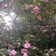 高◎の画像