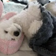 櫻井マキコ