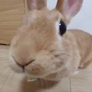 ここ