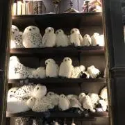 gorilla childrenの画像