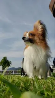 うろこ