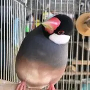 ♨️カピバラ♨️の画像