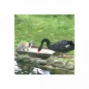 あんな
