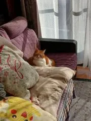 ノア