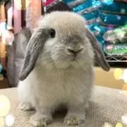 しおむすび