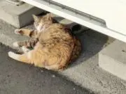 ちいさなアンティークショップの画像