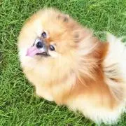 のぶぞうの画像