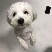 むぎ茶