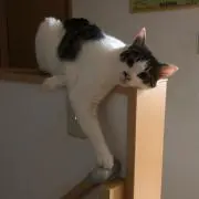 ゆらこうぷくの画像