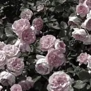 kの画像