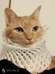 チラテケスにこの画像