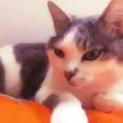 ゆー。の画像