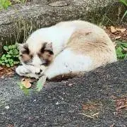 無色の緑色の画像