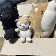 キョーの画像