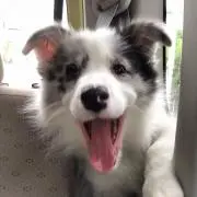 もんの画像