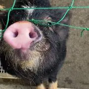 bubutaの画像
