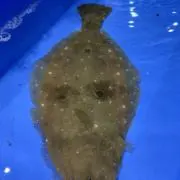 あっきーの画像
