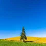 マツ1
