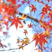 かえでの画像