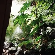 あろね