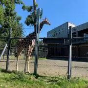 ももたんの画像