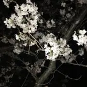 ☆の画像