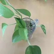 ももちの画像