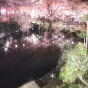 夜桜