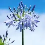 みゆなの画像