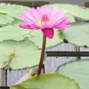 るびぃの画像