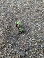 のこの画像
