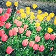 ☆の画像