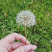 なな